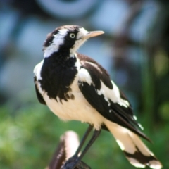 Grallina cyanoleuca (Magpie-lark) at Holt, ACT - 10 Feb 2008 by AlisonMilton