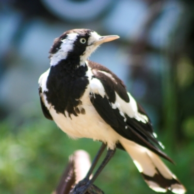 Grallina cyanoleuca (Magpie-lark) at Holt, ACT - 10 Feb 2008 by AlisonMilton