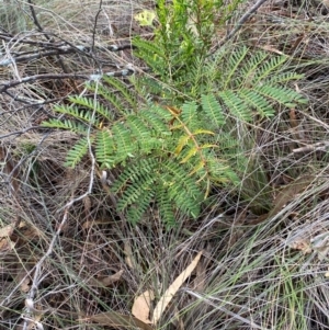 Acacia terminalis at Mount Gray Recreation Reserve, Goulburn - 30 Mar 2024