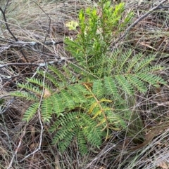 Acacia terminalis at Mount Gray Recreation Reserve, Goulburn - 30 Mar 2024