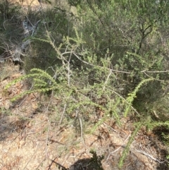 Acacia paradoxa at Mount Gray Recreation Reserve, Goulburn - 30 Mar 2024 01:48 PM