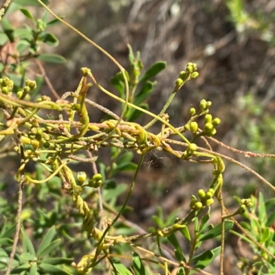 Cassytha pubescens (Devil's Twine) at Goulburn Mulwaree Council - 30 Mar 2024 by Tapirlord