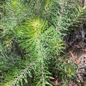 Persoonia linearis at Mount Gray Recreation Reserve, Goulburn - 30 Mar 2024