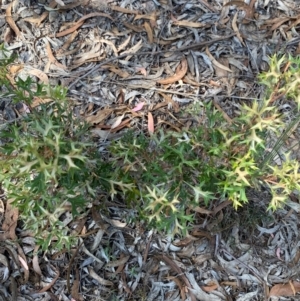 Grevillea ramosissima subsp. ramosissima at Mount Gray Recreation Reserve, Goulburn - 30 Mar 2024 01:44 PM