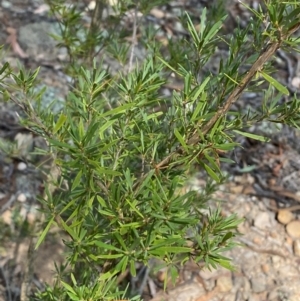 Kunzea ericoides at Mount Gray Recreation Reserve, Goulburn - 30 Mar 2024 01:44 PM