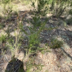 Kunzea ericoides at Mount Gray Recreation Reserve, Goulburn - 30 Mar 2024 01:44 PM