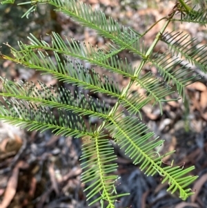 Acacia decurrens at Goulburn, NSW - 30 Mar 2024