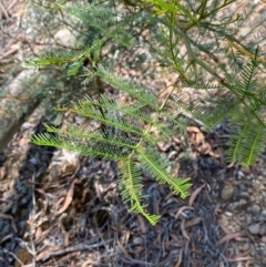 Acacia decurrens at Goulburn, NSW - 30 Mar 2024