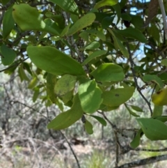 Amyema congener subsp. congener (A Mistletoe) at Goulburn Mulwaree Council - 30 Mar 2024 by Tapirlord