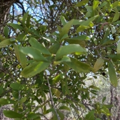 Amyema congener subsp. congener at Bungonia National Park - 30 Mar 2024 12:58 PM