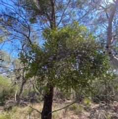 Amyema congener subsp. congener at Bungonia National Park - 30 Mar 2024 12:58 PM