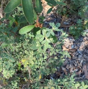 Zieria cytisoides at Bungonia National Park - 30 Mar 2024 12:57 PM