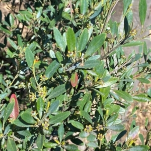 Beyeria viscosa at Bungonia National Park - 30 Mar 2024