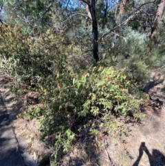 Lasiopetalum macrophyllum at Bungonia National Park - 30 Mar 2024 12:45 PM