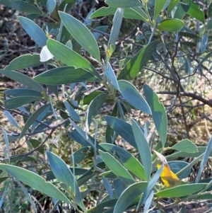 Acacia binervia at Bungonia, NSW - 30 Mar 2024 12:45 PM