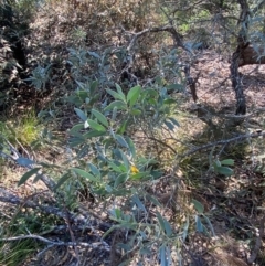 Acacia binervia at Bungonia, NSW - 30 Mar 2024 12:45 PM