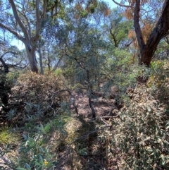 Acacia binervia at Bungonia, NSW - 30 Mar 2024