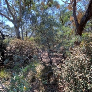 Acacia binervia at Bungonia, NSW - 30 Mar 2024 12:45 PM