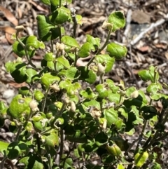 Dampiera purpurea (Purple Dampiera) at Bungonia, NSW - 30 Mar 2024 by Tapirlord