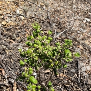 Dampiera purpurea at Bungonia National Park - 30 Mar 2024 11:45 AM