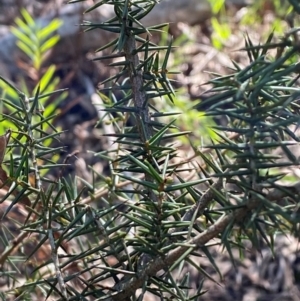 Acacia ulicifolia at Bungonia National Park - 30 Mar 2024