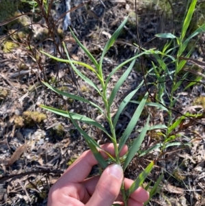 Stypandra glauca at Bungonia National Park - 30 Mar 2024