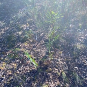 Stypandra glauca at Bungonia National Park - 30 Mar 2024