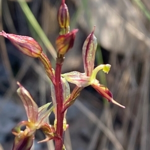 Acianthus exsertus at Bungonia National Park - suppressed