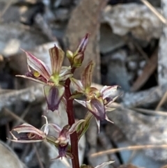 Acianthus exsertus at Bungonia National Park - 30 Mar 2024