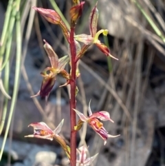 Acianthus exsertus at Bungonia National Park - 30 Mar 2024