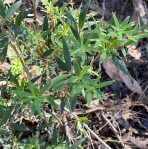 Leucopogon affinis at Bungonia National Park - 30 Mar 2024 11:40 AM