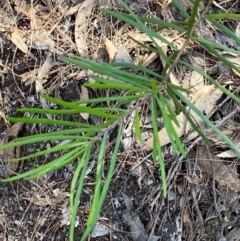 Persoonia linearis (Narrow-leaved Geebung) at Bungonia National Park - 30 Mar 2024 by Tapirlord