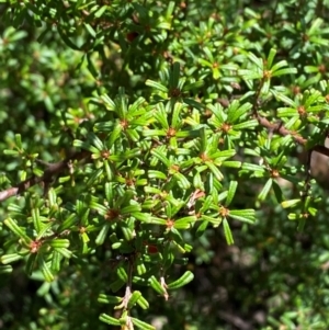 Pultenaea microphylla at Bungonia National Park - 30 Mar 2024