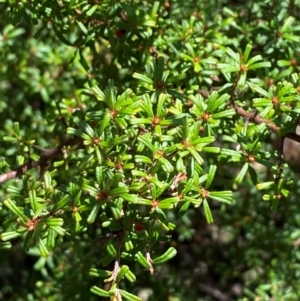 Pultenaea microphylla at Bungonia National Park - 30 Mar 2024 11:36 AM