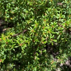 Pultenaea microphylla at Bungonia National Park - 30 Mar 2024 11:36 AM