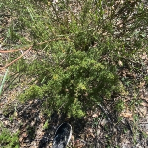 Pultenaea microphylla at Bungonia National Park - 30 Mar 2024