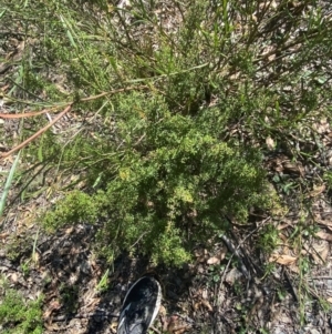 Pultenaea microphylla at Bungonia National Park - 30 Mar 2024 11:36 AM