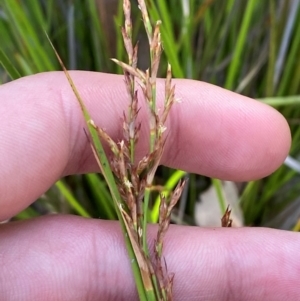 Lepidosperma laterale at Bungonia National Park - 30 Mar 2024 11:24 AM