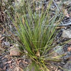 Lepidosperma laterale at Bungonia National Park - 30 Mar 2024 11:24 AM