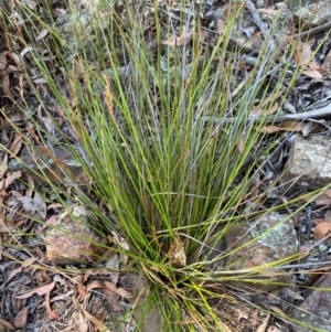 Lepidosperma laterale at Bungonia National Park - 30 Mar 2024 11:24 AM