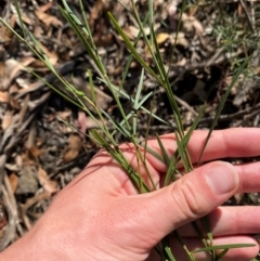 Daviesia leptophylla (Slender Bitter Pea) at Bungonia National Park - 30 Mar 2024 by Tapirlord