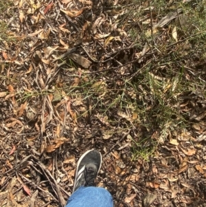 Daviesia leptophylla at Bungonia National Park - 30 Mar 2024