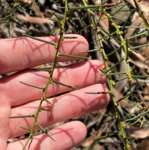 Acacia genistifolia at Bungonia National Park - 30 Mar 2024