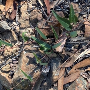 Hardenbergia violacea at Bungonia National Park - 30 Mar 2024