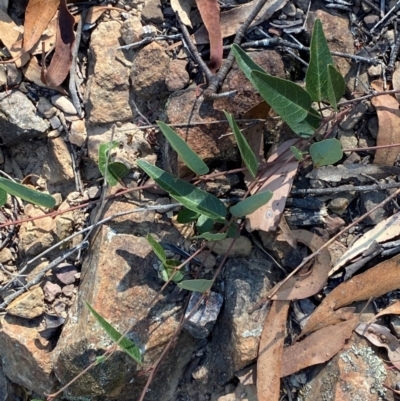 Hardenbergia violacea (False Sarsaparilla) at Bungonia National Park - 30 Mar 2024 by Tapirlord