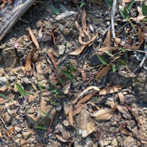 Hardenbergia violacea at Bungonia National Park - 30 Mar 2024