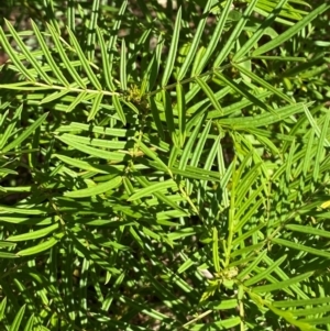 Senna aciphylla at Bungonia National Park - 30 Mar 2024 11:19 AM