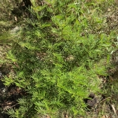 Senna aciphylla at Bungonia National Park - 30 Mar 2024 11:19 AM