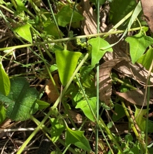 Einadia trigonos at Bungonia National Park - 30 Mar 2024 11:18 AM