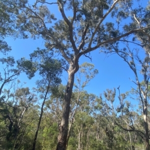 Eucalyptus melliodora at Bungonia National Park - 30 Mar 2024 11:15 AM